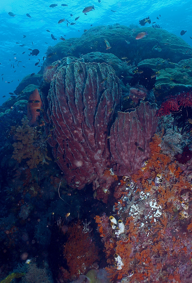 Raja Ampat 2016 - Corail - Eponge - IMG_4486_rc.jpg